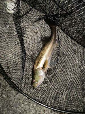 アジングナイト