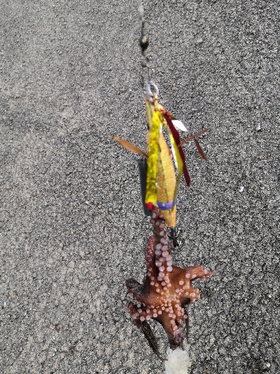 ダイソーエギ改