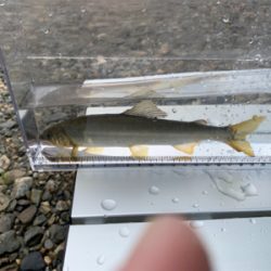 大ピンチ後、良型連チャン