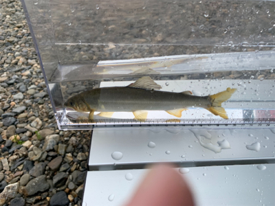 大ピンチ後、良型連チャン