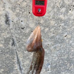 ハードロックポイントのみHC蛸散歩。3杯。。