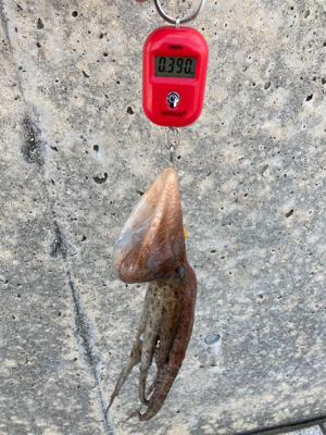 ハードロックポイントのみHC蛸散歩。3杯。。