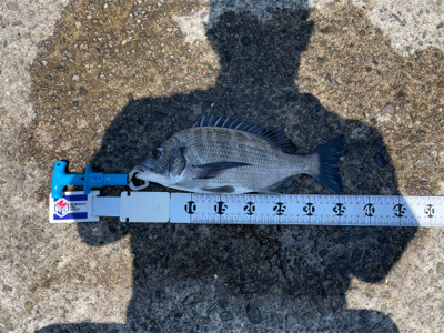 田辺市で紀州釣り