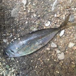 （メクリ？)アジ