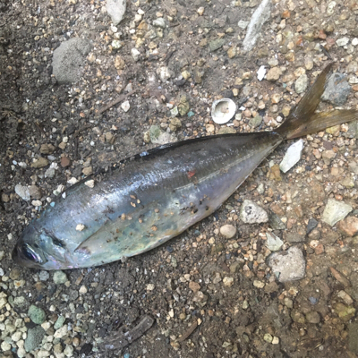 （メクリ？)アジ