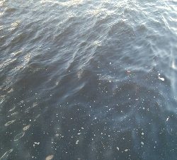 『釣りデビュー(^_-)』210