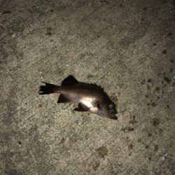 夕まずめ狙い アジング