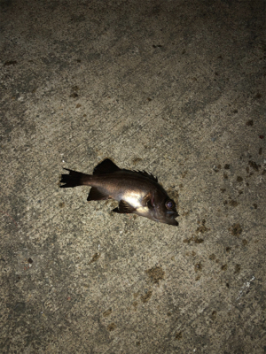 夕まずめ狙い アジング