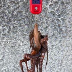 ハードロックポイントでHC蛸散歩。7杯。。