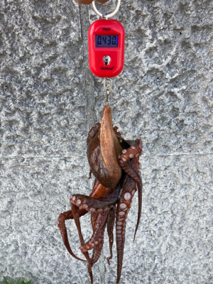 ハードロックポイントでHC蛸散歩。7杯。。