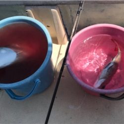 ライトジギング