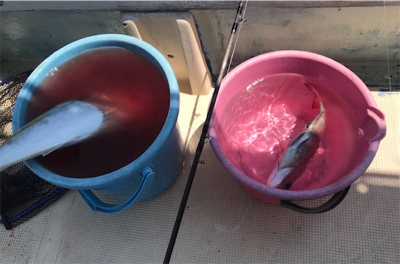 ライトジギング