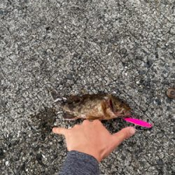 ねざかなパラダイス