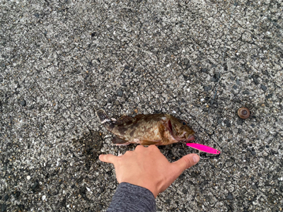 ねざかなパラダイス