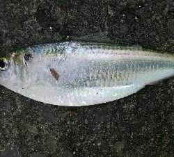 『釣りデビュー(´▽`)』211