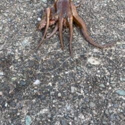 なんとかんとか