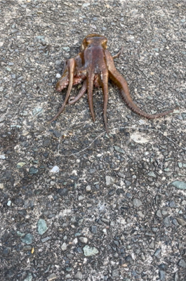 なんとかんとか