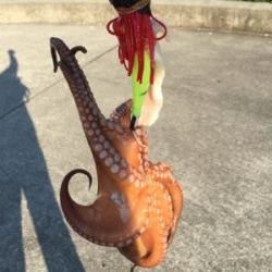 タコは夕マヅメのみ