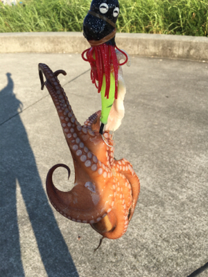 タコは夕マヅメのみ