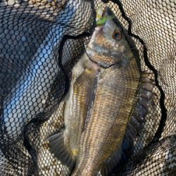 シルベラードとジリオン入魂