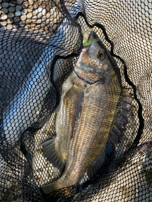 シルベラードとジリオン入魂