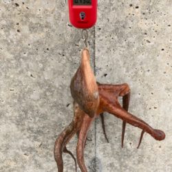 ハードロックポイントHC蛸散歩。6杯1725g。。