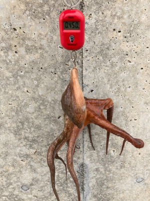 ハードロックポイントHC蛸散歩。6杯1725g。。