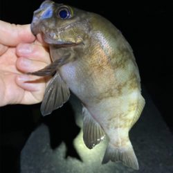 真夏のメバリング