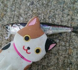 『釣りデビュー(^^)』212