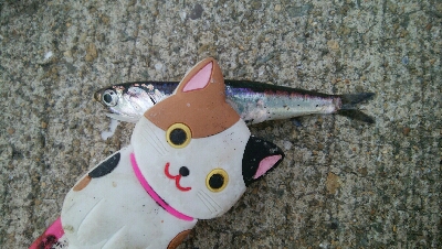 『釣りデビュー(^^)』212