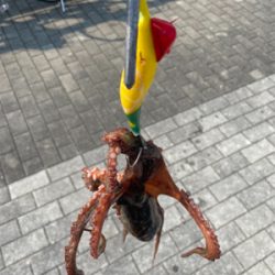 タコ釣り