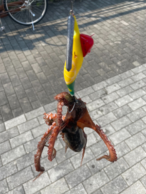 タコ釣り