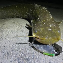 隙間時間に闇鯰