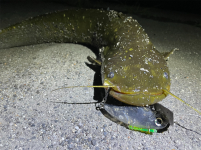 隙間時間に闇鯰