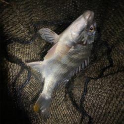 下手な人のチニング 釣果です。