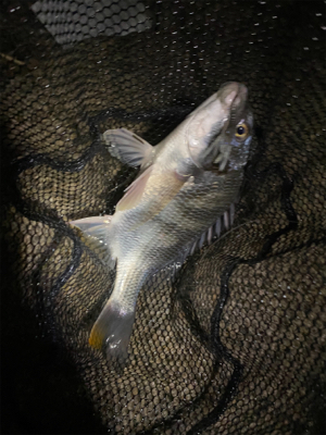 下手な人のチニング 釣果です。