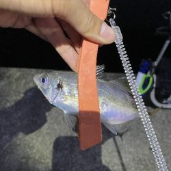 アジいました。