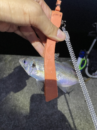 アジいました。