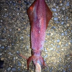 仕事終わりケンサキ狙い