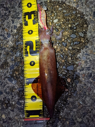 ムーンライトエギング