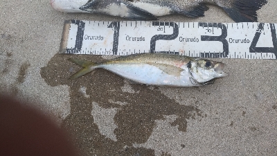 7/4釣果 でかいチヌと尺アジつれました!