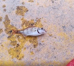 7/10釣果 夜釣りで紀州釣り