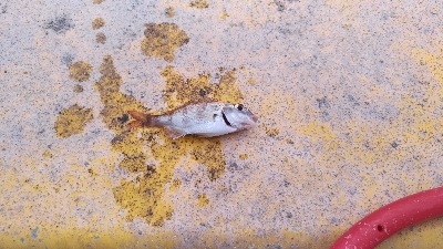 7/10釣果 夜釣りで紀州釣り