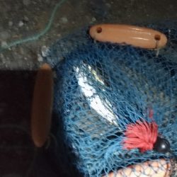 7/18釣果 紀州釣り