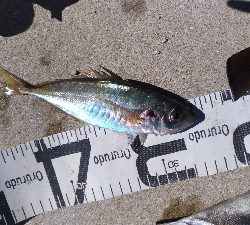 7/22釣果 チヌ尺アジマハタグレ