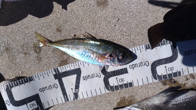 7/22釣果 チヌ尺アジマハタグレ