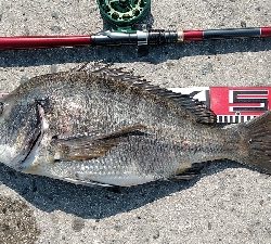 3尾・50cmの壁越えなるか