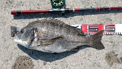 3尾・50cmの壁越えなるか