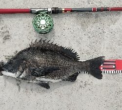 やっぱ最盛期ですね