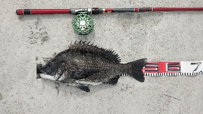 やっぱ最盛期ですね